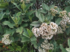 Ageratina tinifolia