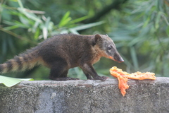 Nasua nasua nasua