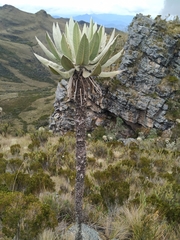 Espeletia cachaluensis