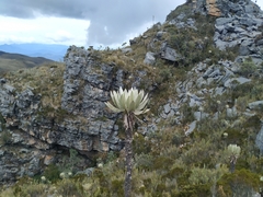Espeletia cachaluensis