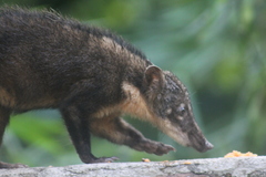 Nasua nasua nasua