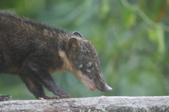 Nasua nasua nasua