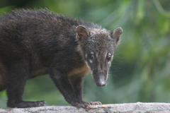 Nasua nasua nasua