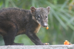 Nasua nasua nasua
