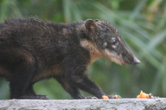 Nasua nasua nasua