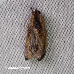 Cryptophlebia repletana