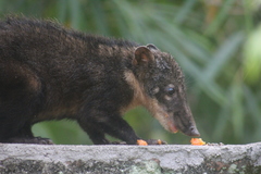 Nasua nasua nasua