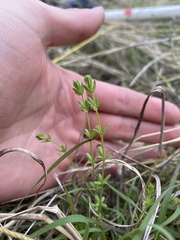 Galium virgatum