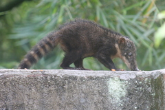 Nasua nasua nasua