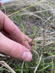 Galium virgatum