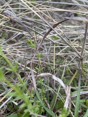 Galium virgatum