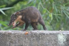 Nasua nasua nasua