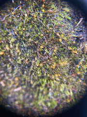 Pleuridium acuminatum