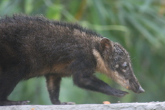 Nasua nasua nasua