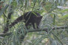 Nasua nasua nasua