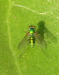 Chrysosoma globiferum