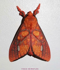 Ernassa sanguinolenta