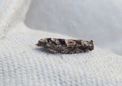 Pseudexentera spoliana