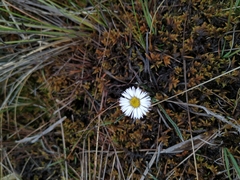 Oritrophium peruvianum