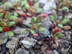 Chorizanthe aphanantha