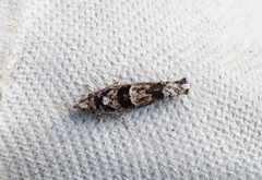 Pseudexentera spoliana