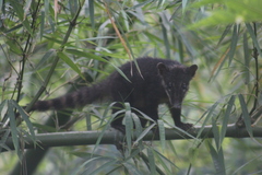 Nasua nasua nasua