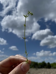Galium virgatum