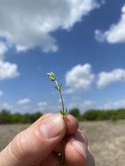 Galium virgatum
