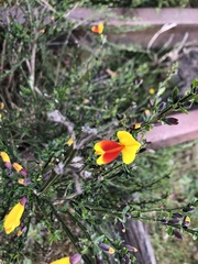 Cytisus scoparius andreanus