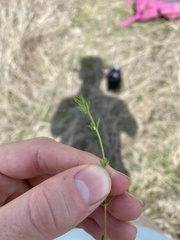 Galium virgatum