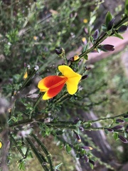 Cytisus scoparius andreanus