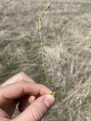 Galium virgatum