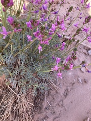 Astragalus coltonii