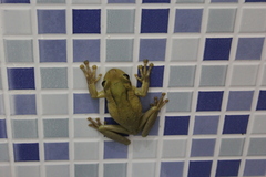 Trachycephalus mesophaeus