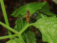 Episyrphus viridaureus