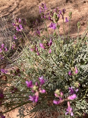 Astragalus coltonii