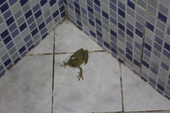 Trachycephalus mesophaeus