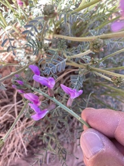 Astragalus coltonii