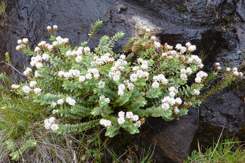 Veronica amplexicaulis, photograph 3