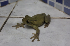 Trachycephalus mesophaeus