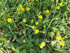 Hedypnois rhagadioloides