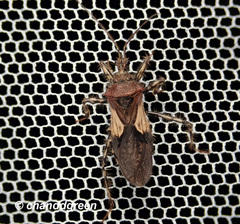 Acanthaspis westermanni