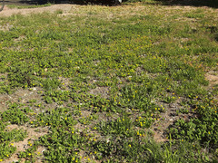 Hedypnois rhagadioloides