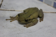 Trachycephalus mesophaeus