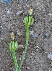 Hedypnois rhagadioloides