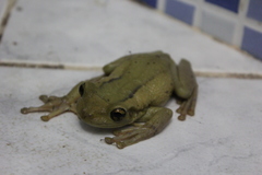 Trachycephalus mesophaeus