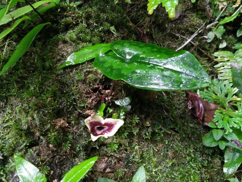 Asarum yaeyamense iNat (1)