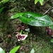 Asarum yaeyamense - Photo (c) changlu, some rights reserved (CC BY-NC)