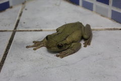 Trachycephalus mesophaeus