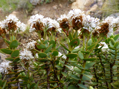 Veronica amplexicaulis, photograph 4